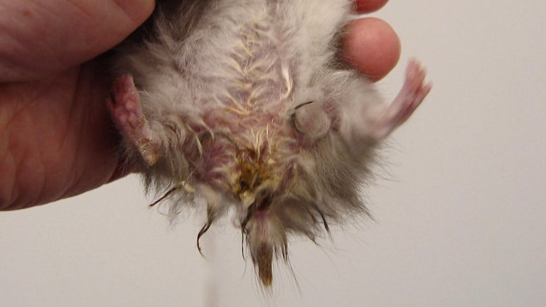 Wet tail -
Vannete diaré som setter seg i pelsen, og noen ganger blod rundt analåpningen. Tarminfeksjon. Lite matlyst og dehydrering. Vanligste årsaker er tarmbakterier, dårlig kosthold og dårlige levekår (stress). Mest sett hos yngre hamstere, men