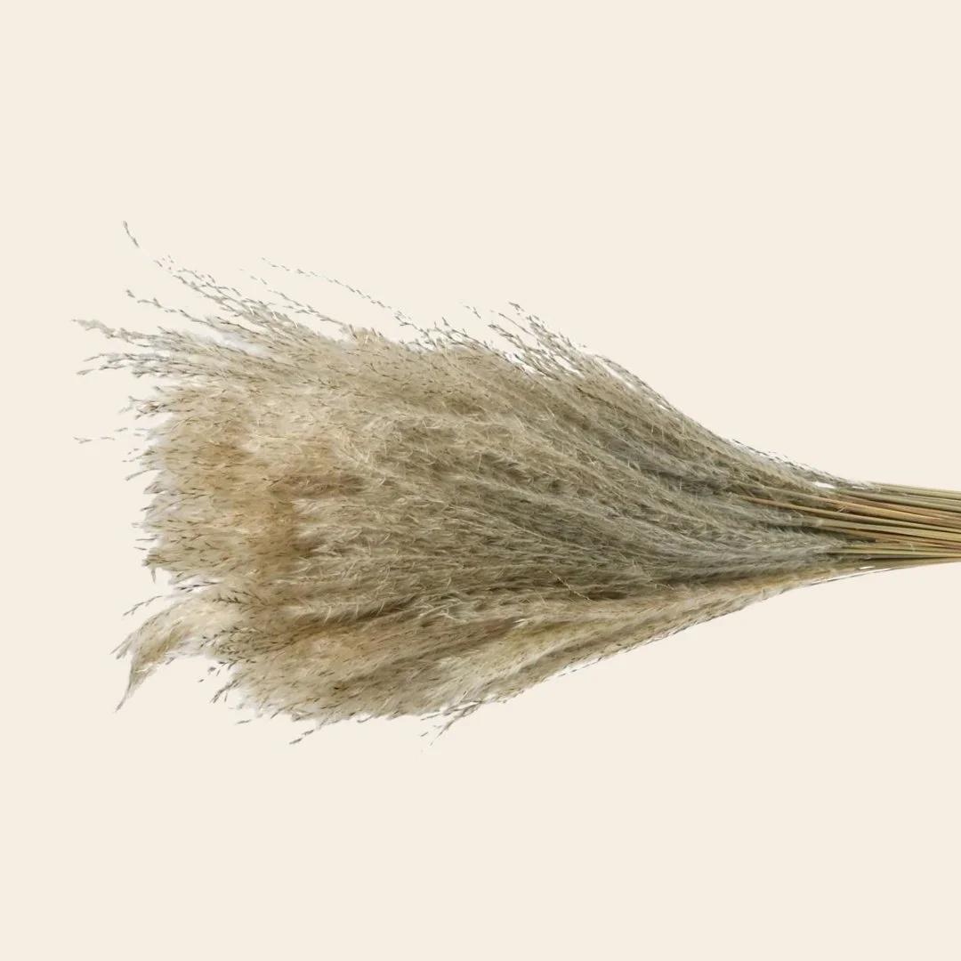 Reed