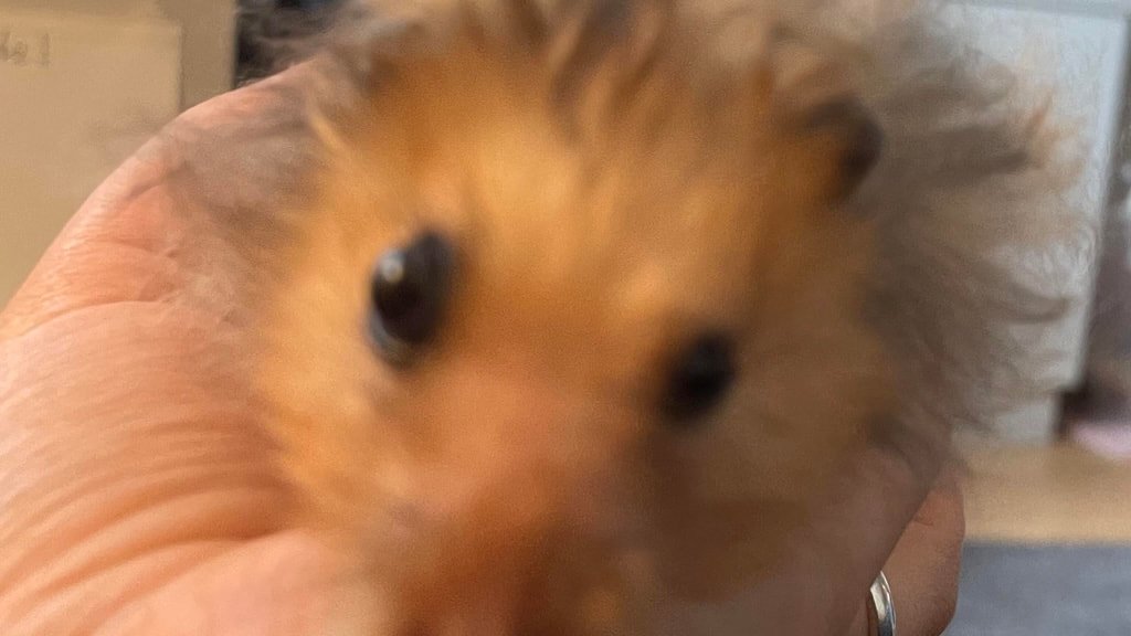 Utbulende øyeballer -
Vanlig hos hamstere i alle aldere. Kommer som regel av traumer, infeksjon eller svulst i området, eller om man klemmer hamsteren for hardt under håndtering. Krever veterinær umiddelbart. I mange tilfeller kan øyet reddes, men n