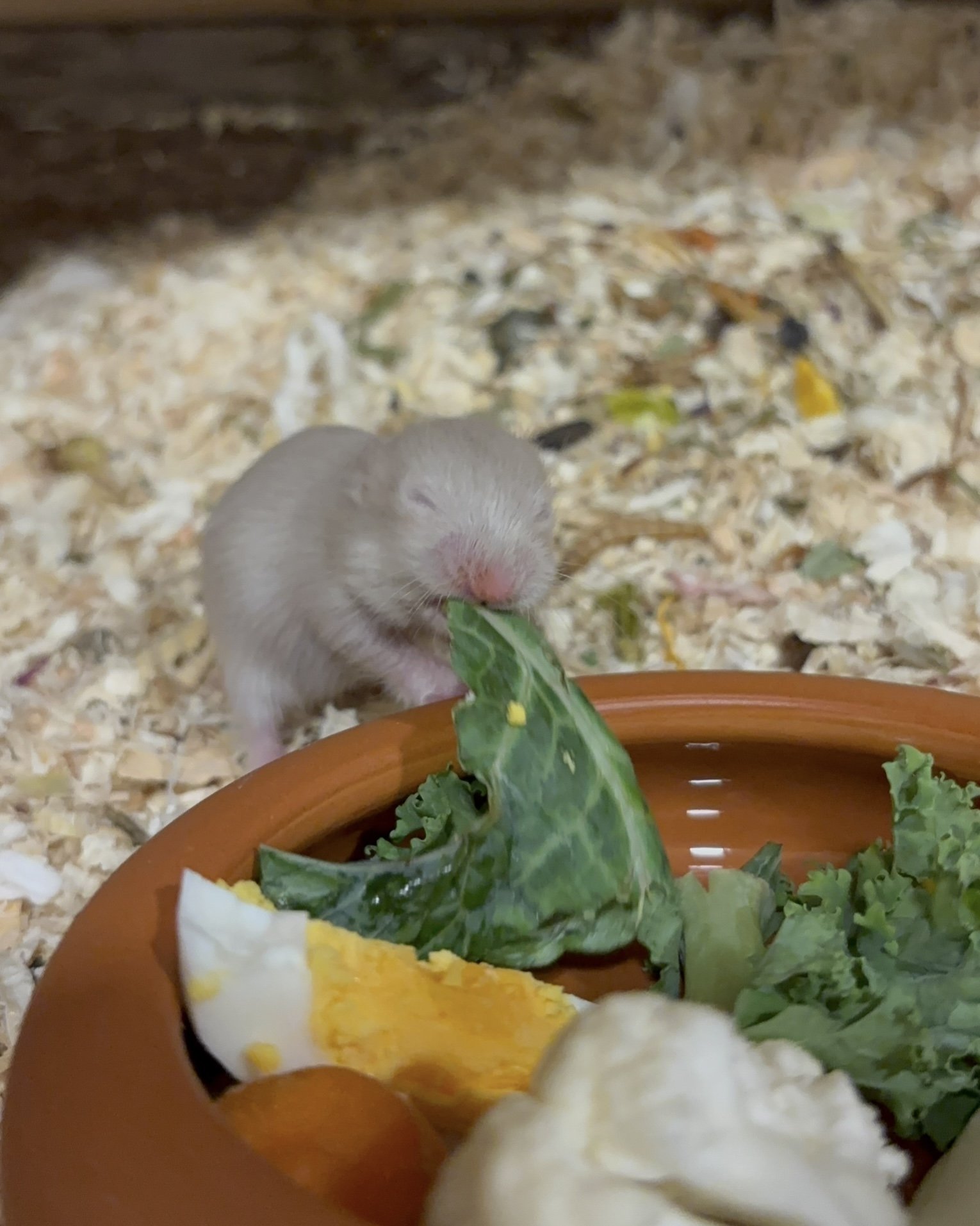 Hamsterne våre vil fylle 5 måneder før det blir vurdert om videreføring av gener er aktuelt eller ikke. Alle hamstermødrene har store bur, med kun det viktigste, for å unngå stress og passe på at hun fokuserer på ungene sine. Hun får fri tilgang på m