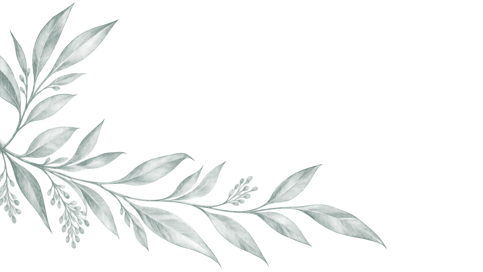 Grayish-green plant branch with elongated leaves extending toward the left side of the image, set against a black, blue, and green background.