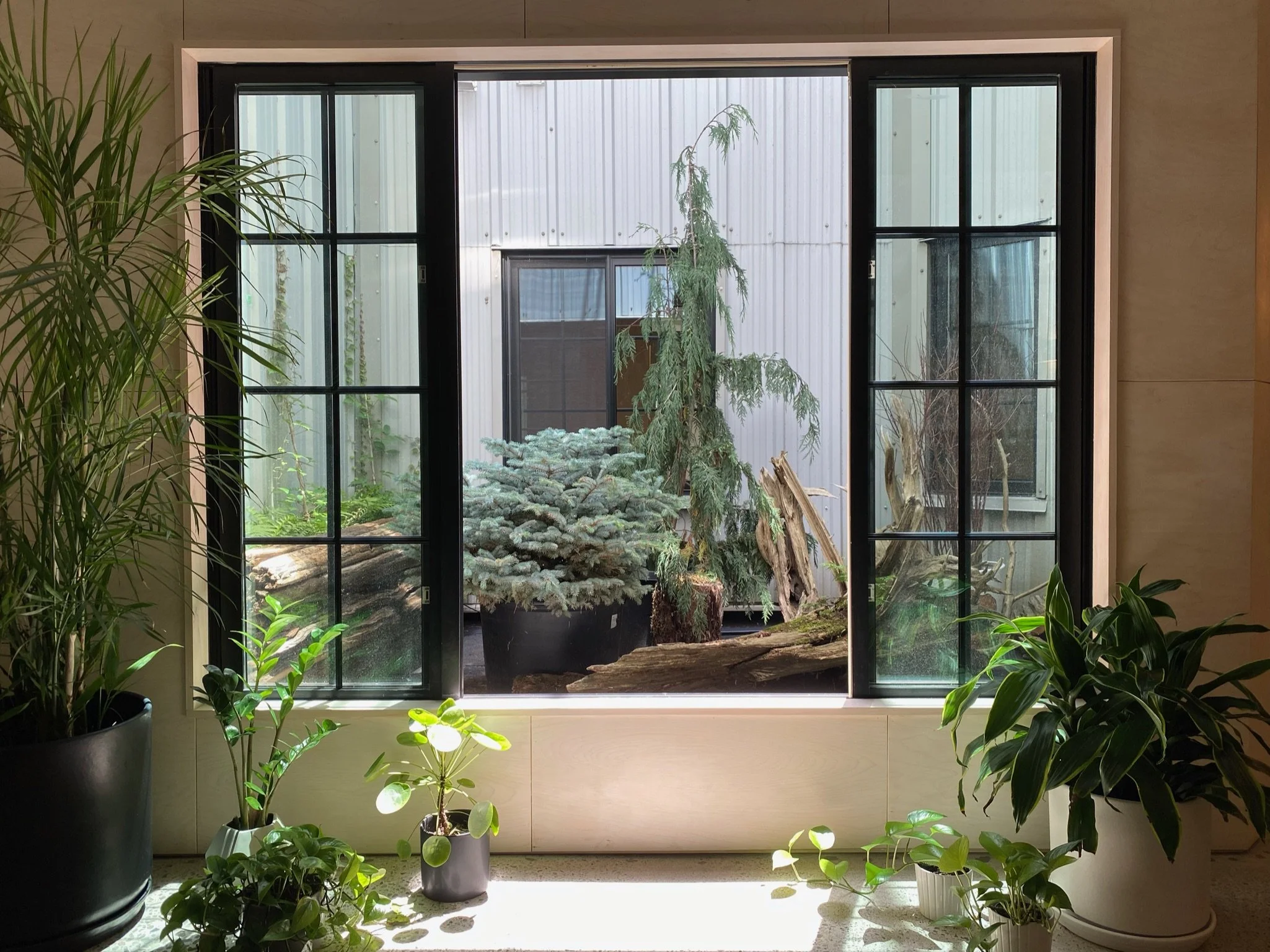 Indoor plants in pots on a windowsill and floor, view of a garden with trees and bushes through a large window with black frame and grid pattern.