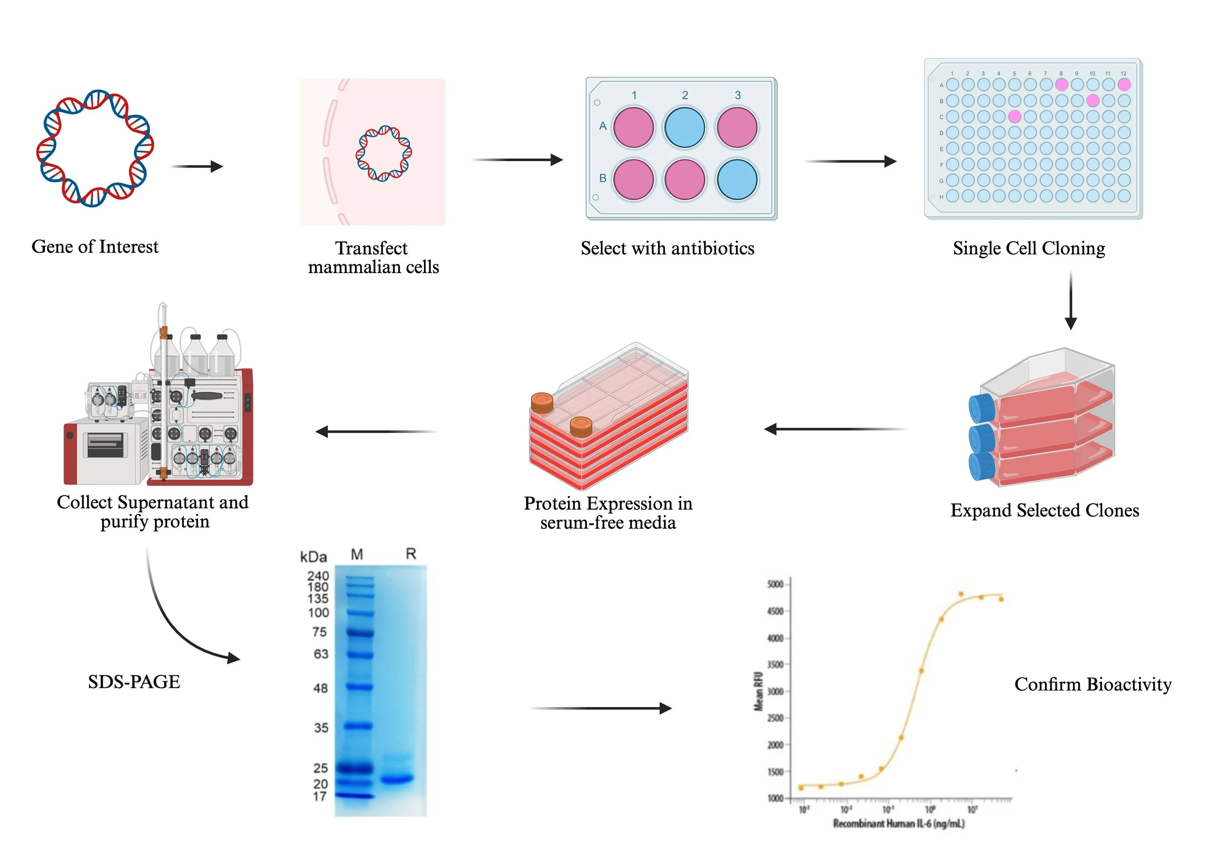 Recombinant Protein — PharmaPlanter Technologies