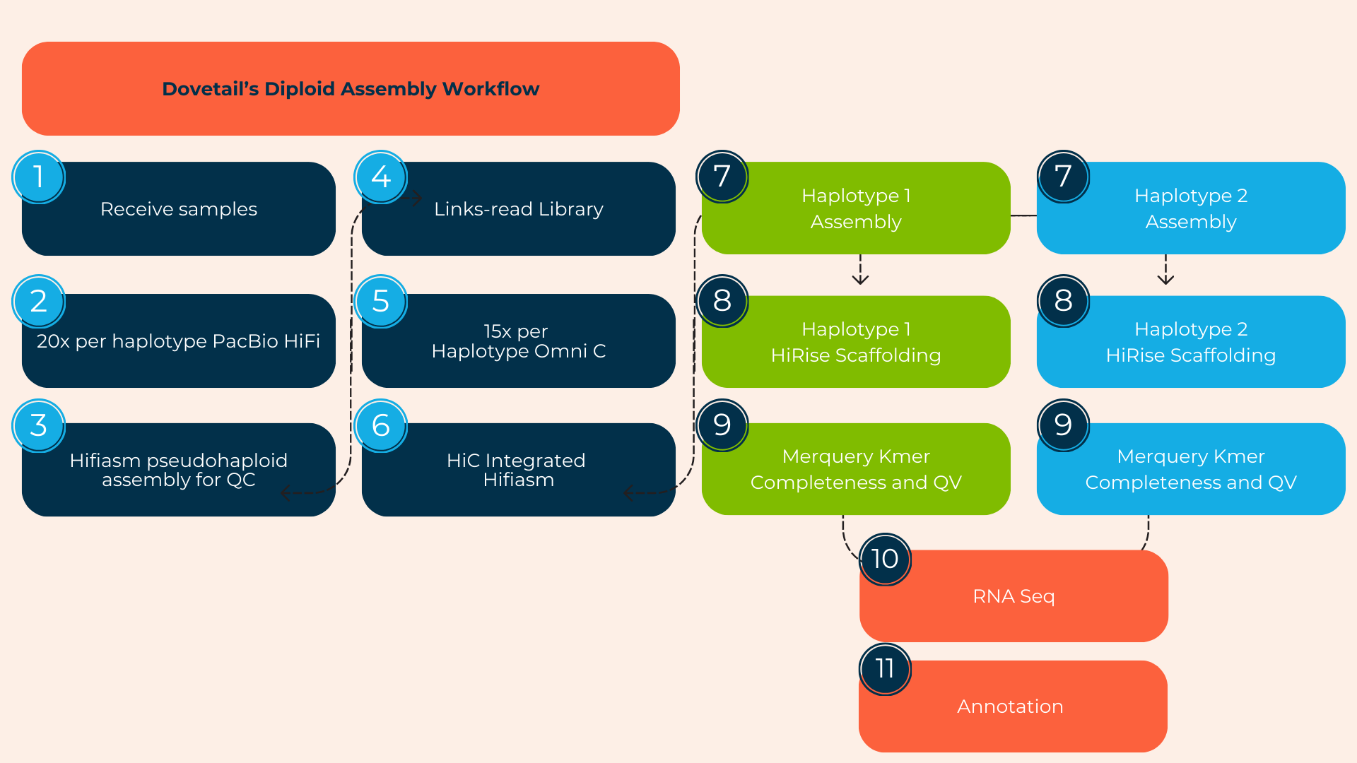 Workflow diagram titled 'Dovetail's Diploid Assembly Workflow' illustrating steps for diploid genome assembly, using numbered circles and color-coded process boxes, including sample receipt, library links-read, assembly, scaffolding, completeness evaluation, and sequencing/annotation.