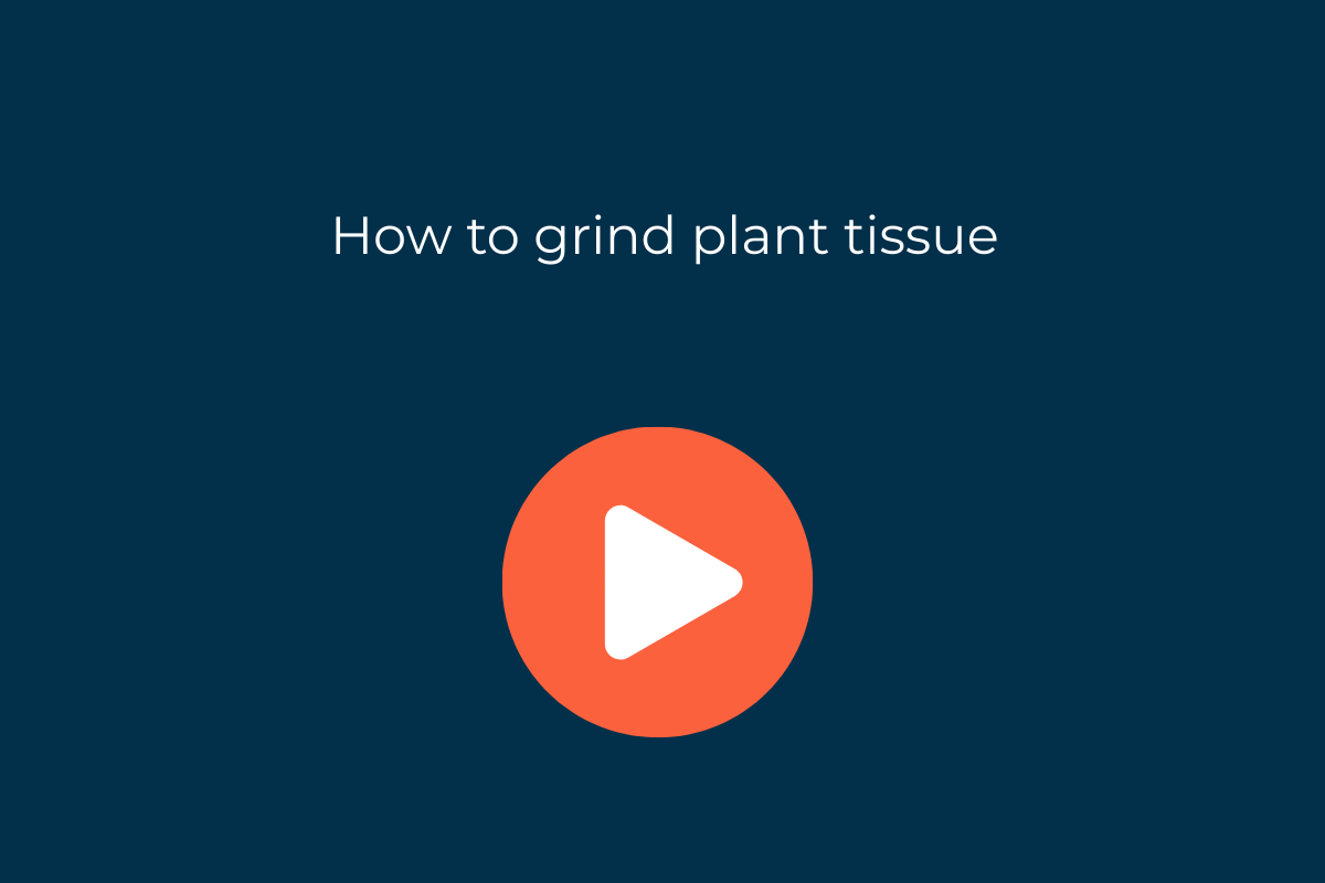How to grind plant tissues