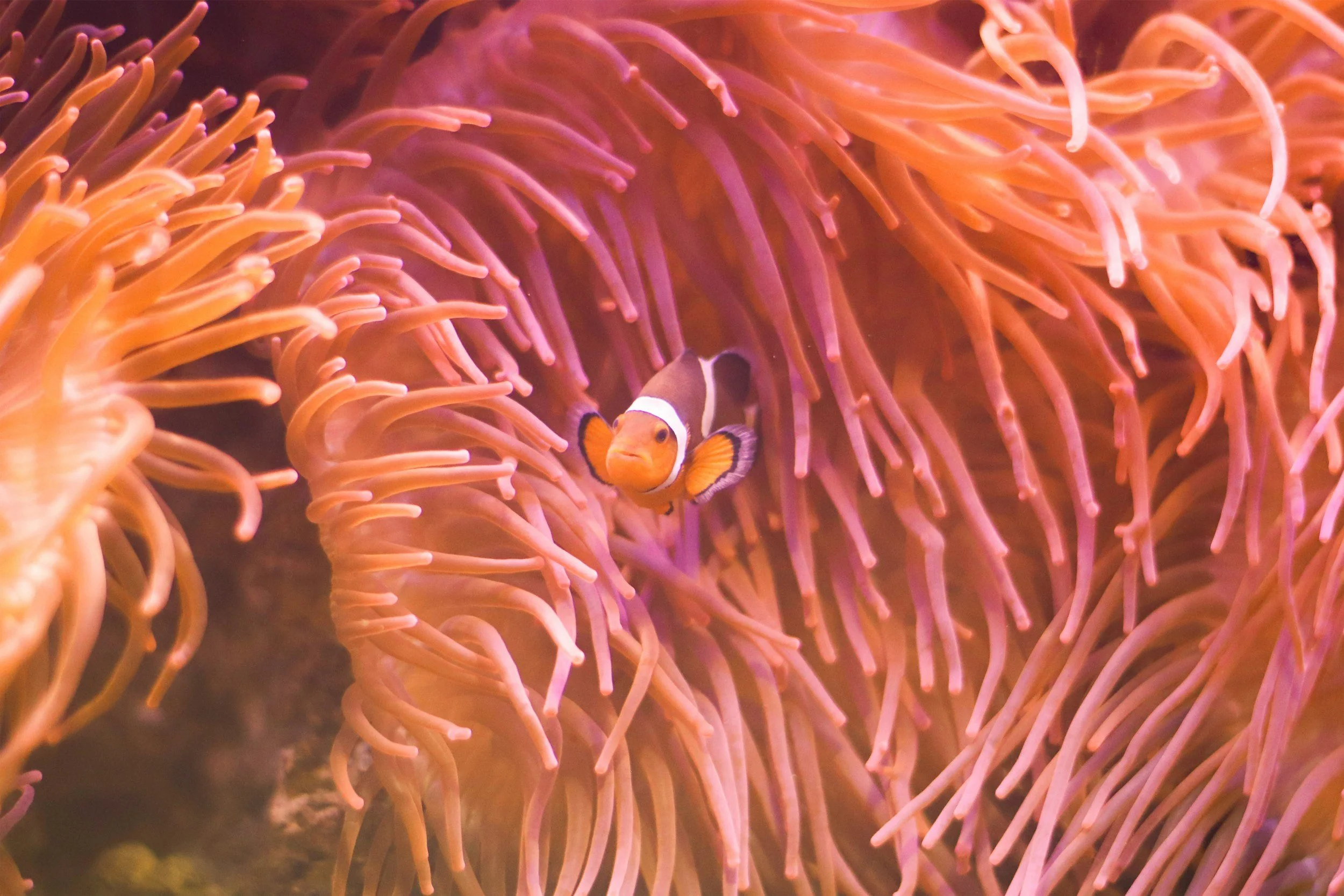 A clownfish swimming among pink and orange sea anemone tentacles underwater.