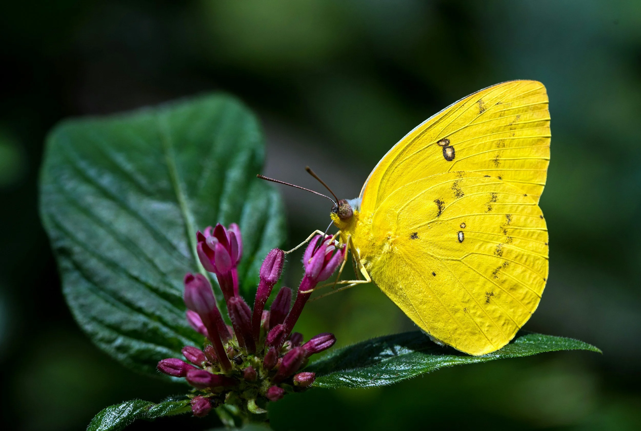 A yellow butterfly with black markings on flower buds and green leaves.