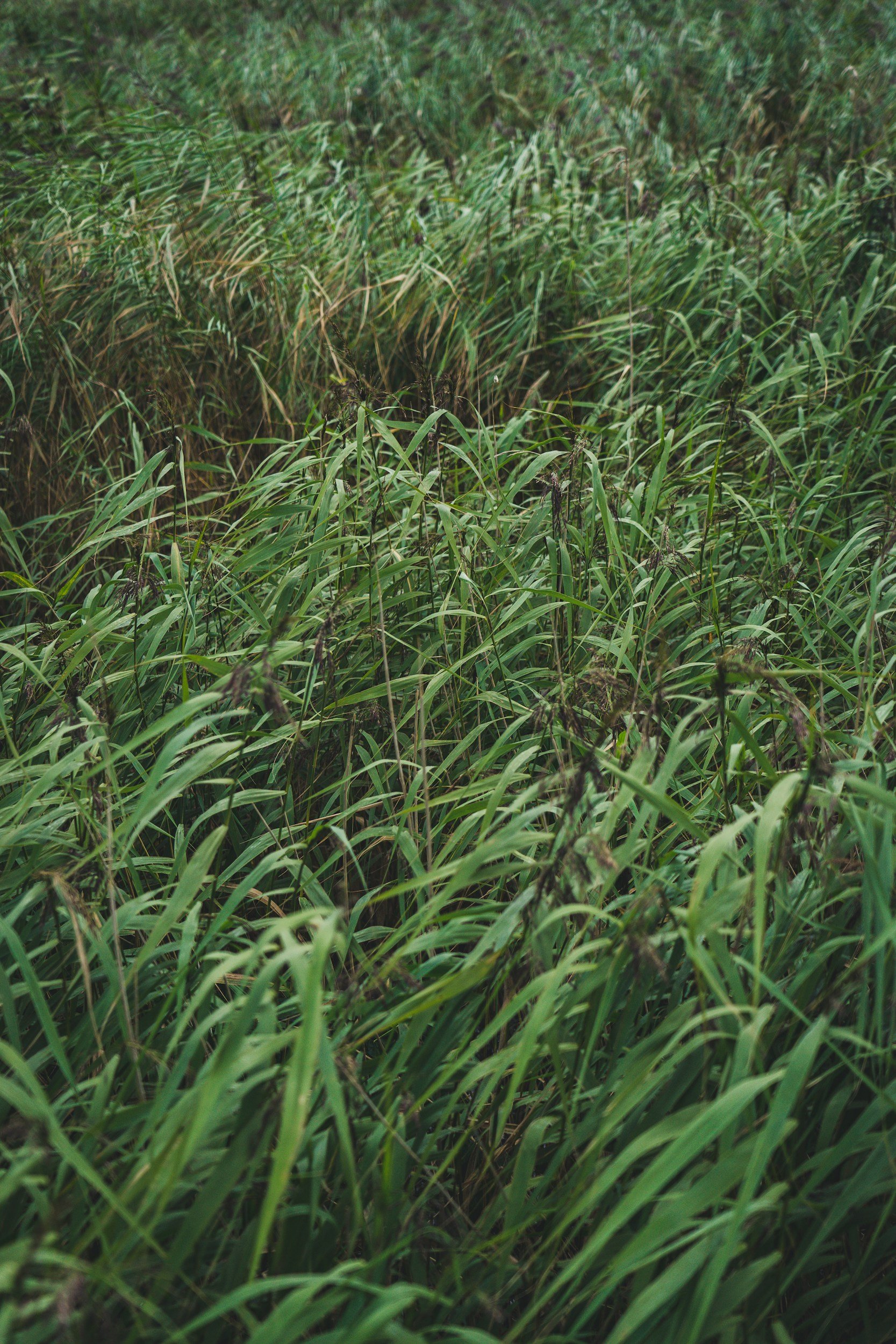 Close-up of dense green grass in a natural outdoor setting.