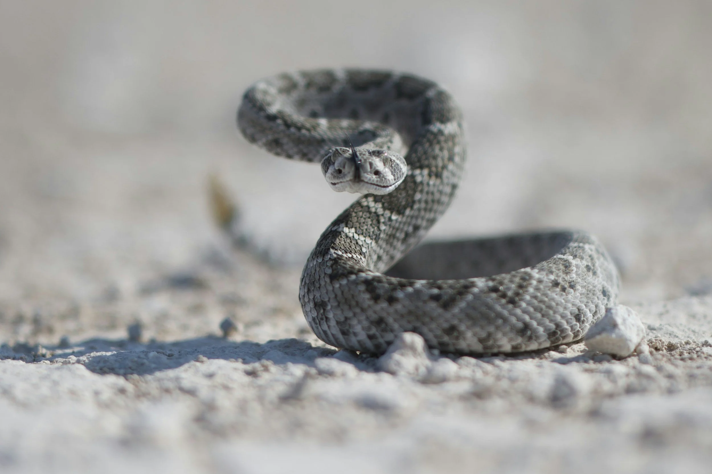 A close-up photo of a snake coiled on a sandy surface, facing directly toward the camera, with a blurred background.