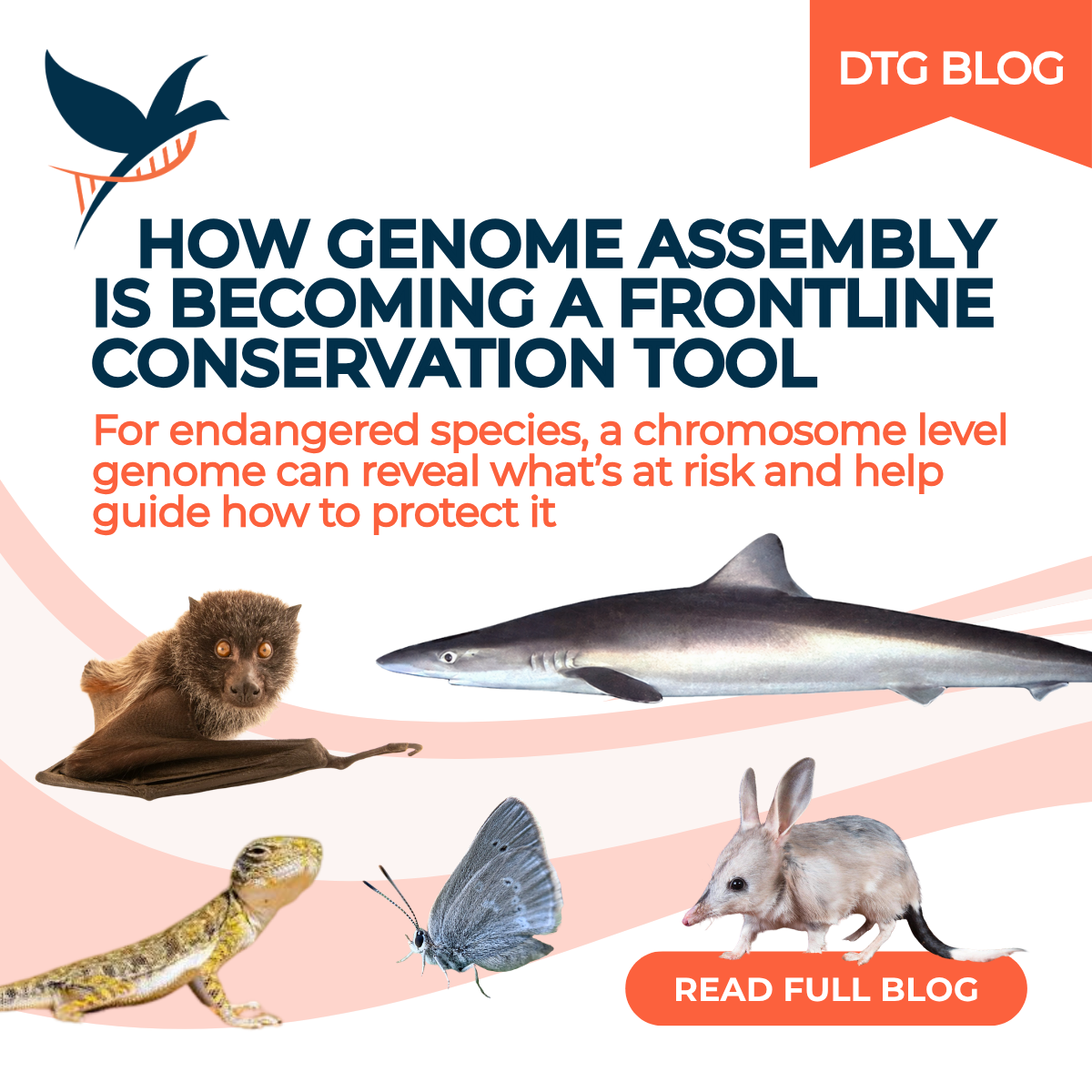 How Genome Assembly is Becoming a Frontline Conservation Tool