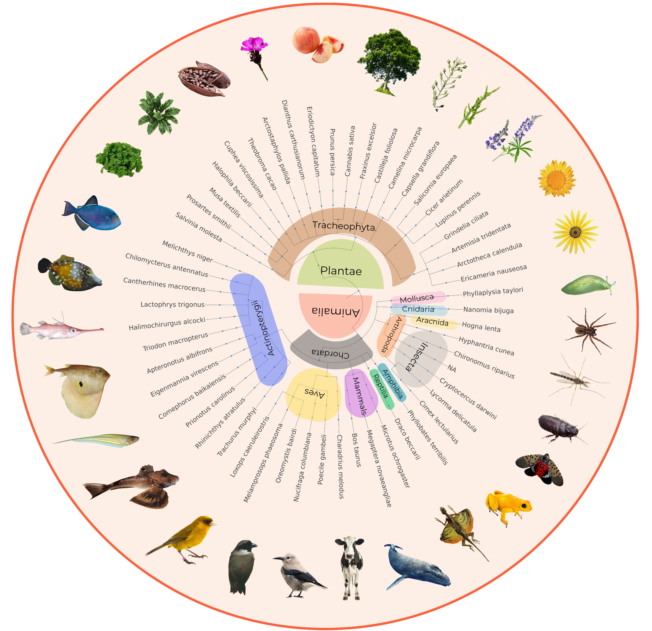 A circular infographic (phylogenetic tree) illustrating various species of plants, animals, fungi, and microorganisms, with names and images arranged in a radial pattern.