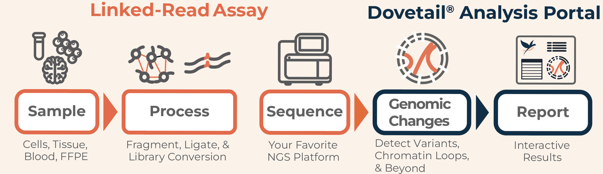 Flowchart illustrating a linked-read assay and Dovetail analysis portal process, involving sample collection, processing, sequencing, genomic changes detection, and reporting.