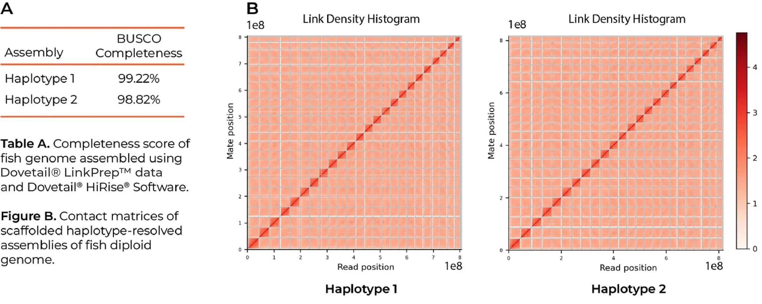 Table and contact matrices showing high-quality haplotype-resolved fish genome assemblies with high BUSCO completeness scores and chromosome-scale scaffolding for two haplotypes.