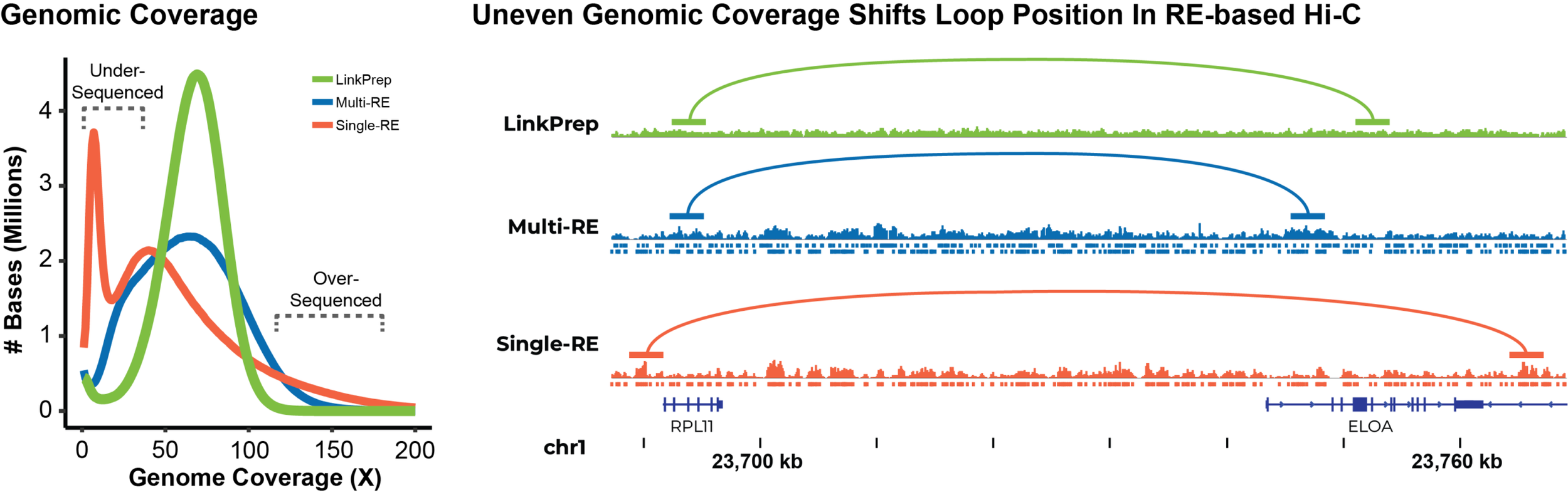 Comparison of genomic coverage and chromatin loop detection for Dovetail® LinkPrep, Multi-RE Hi-C, and Single-RE Hi-C methods, showing that LinkPrep's uniform genome coverage enables more accurate chromatin loop positioning.