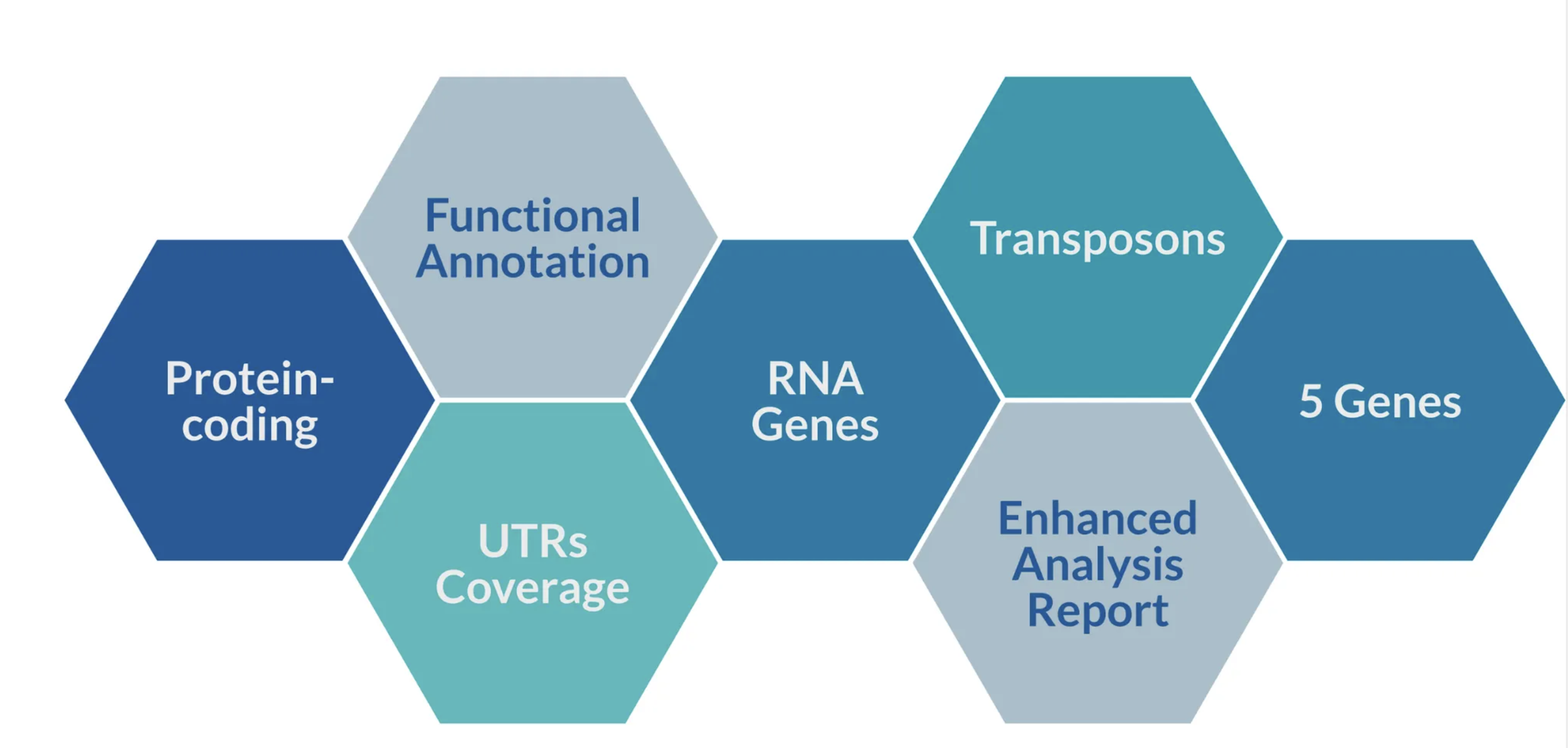 Diagram of interconnected hexagons highlighting genome assembly and annotation concepts, including protein-coding genes, UTR coverage, functional annotation, RNA genes, transposons, enhanced analysis reports, and 5′ genes.