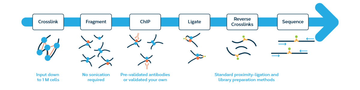 Flowchart illustrating the Dovetail® HiChIP MNase workflow from cell input through chromatin crosslinking, fragmentation, ChIP, proximity ligation, reverse crosslinking, and sequencing.