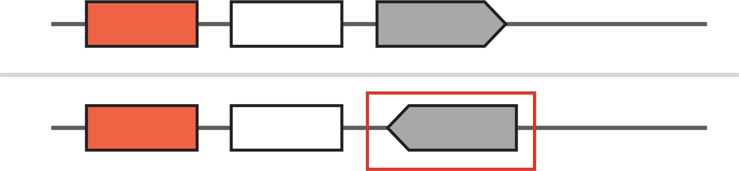 Illustration of a structural variant showing a genomic inversion, where a DNA segment is reversed in orientation.