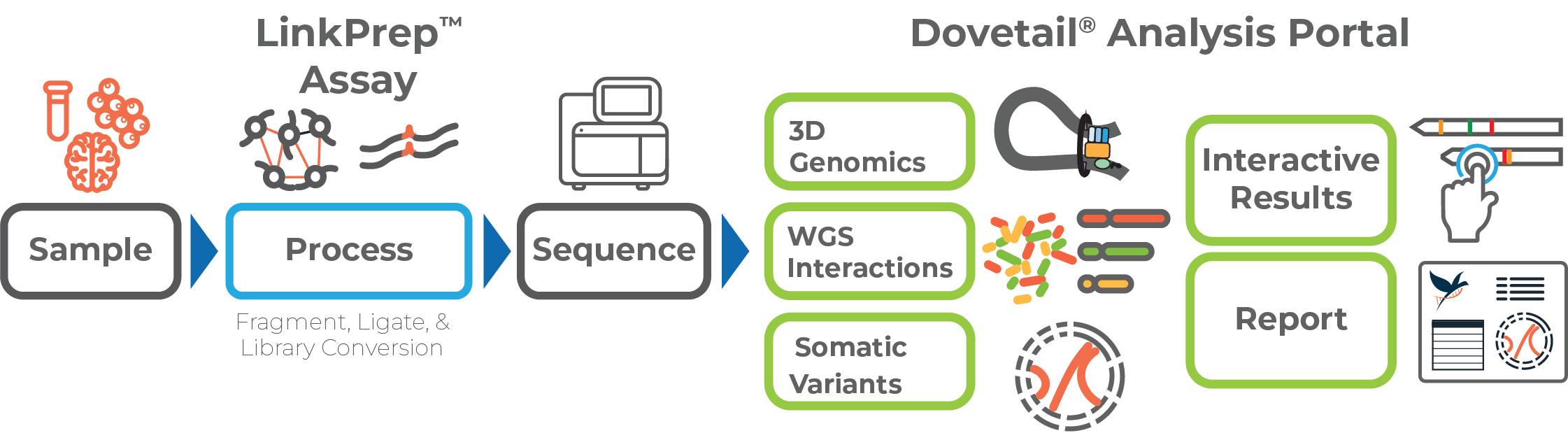Diagram illustrating the Dovetail® LinkPrep™ workflow from sample preparation to sequencing and data analysis, highlighting the variant detection and 3D genomics insights generated by the Dovetail® Analysis Portal.