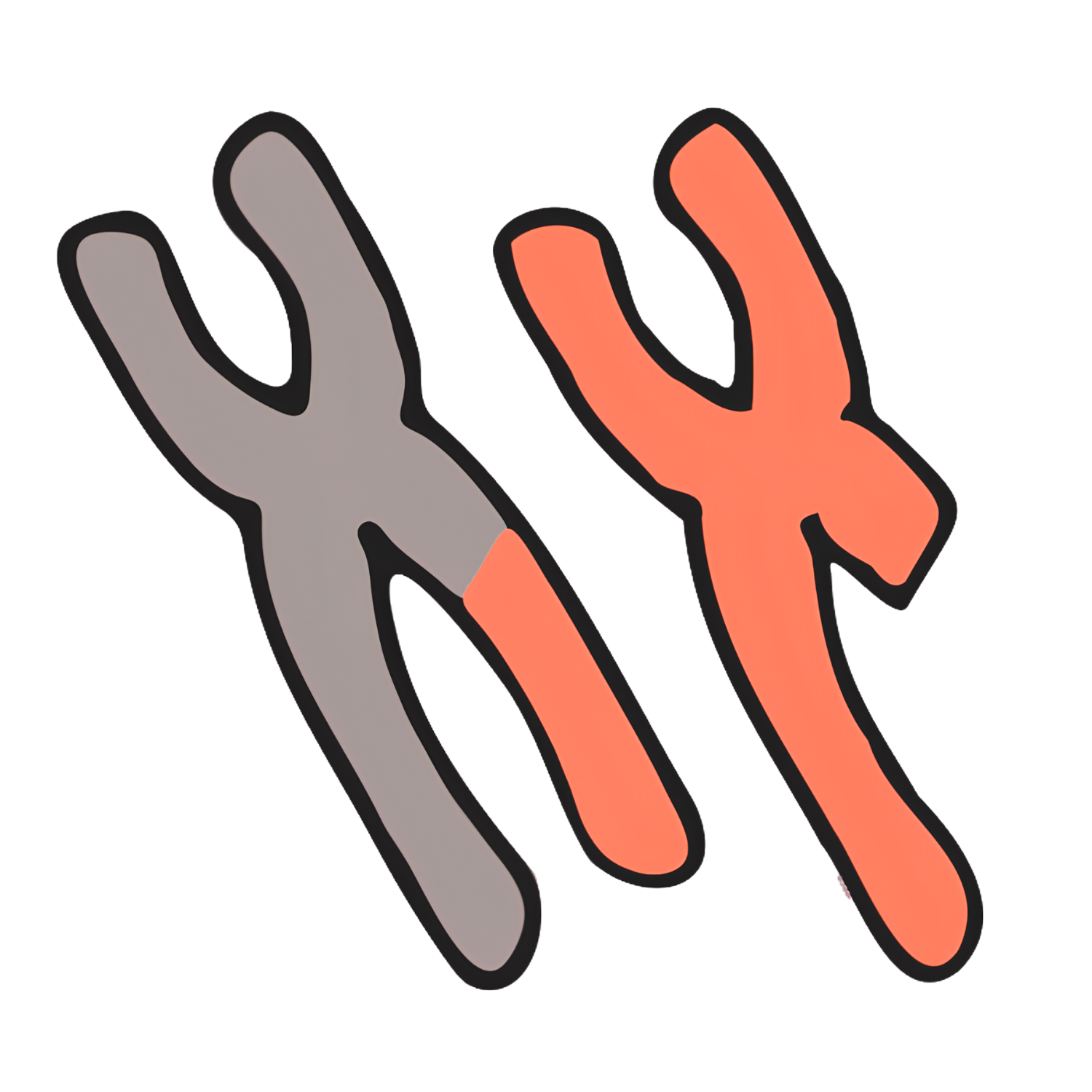 Illustration of two chromosomes showing a large structural rearrangement in which one chromosome has lost an arm that has been added to another chromosome.