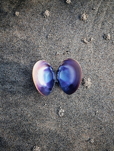 View of a sandy beach with two large seashells in the foreground, surrounded by smaller shells and grains of sand.