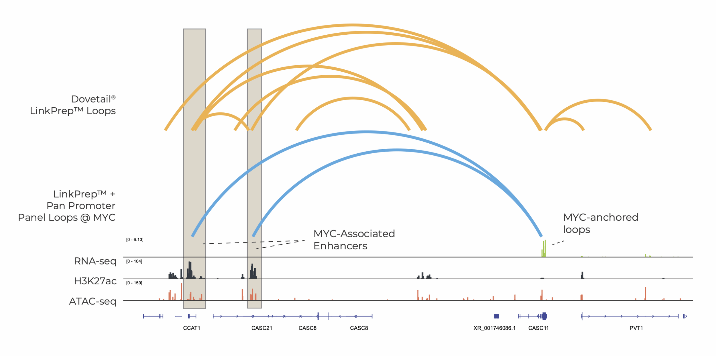 Genome browser view comparing Dovetail® LinkPrep™ chromatin loops with LinkPrep™ plus Pan Promoter loops anchored at the MYC promoter, alongside RNA-seq, H3K27ac, and ATAC-seq tracks to identify MYC-associated enhancers.