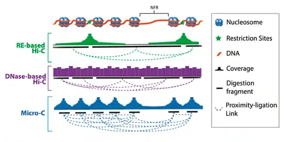 Diagram comparing restriction enzyme-based Hi-C, DNase-based Hi-C, and Micro-C, showing how Micro-C fragments chromatin at the nucleosome level to provide more uniform coverage and higher-resolution chromatin interactions.