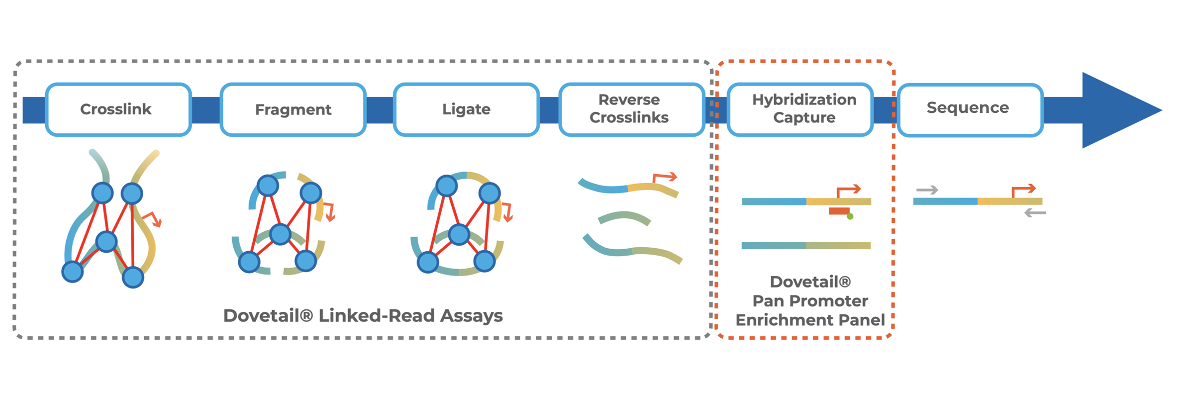 Flowchart illustrating the Pan Promoter Kit workflow, including chromatin crosslinking, fragmentation, proximity ligation, reverse crosslinking, hybridization capture, and sequencing.