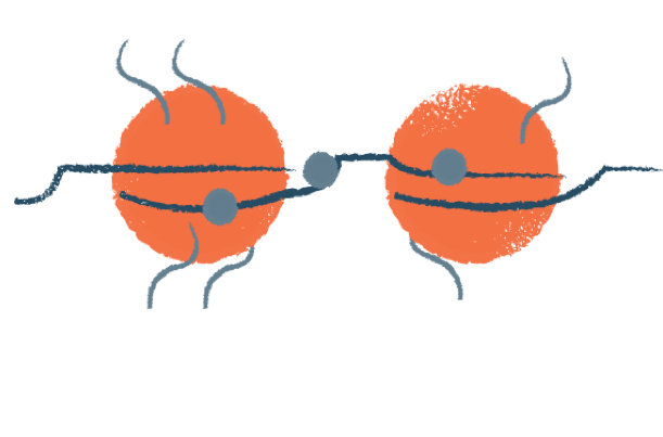 Illustration of DNA wrapped twice around histone proteins, forming nucleosomes with associated regulatory proteins.