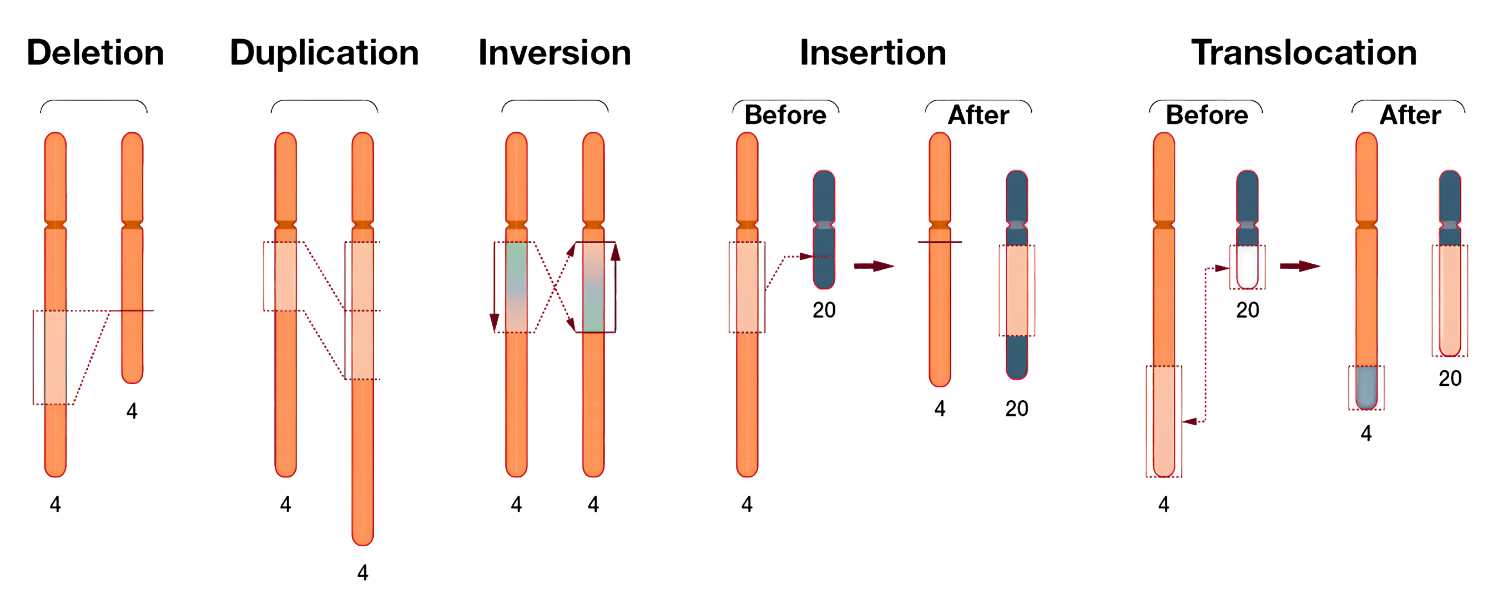 Illustration of structural variant types represented on chromosomes, including deletions, duplications, inversions, insertions, and translocations.