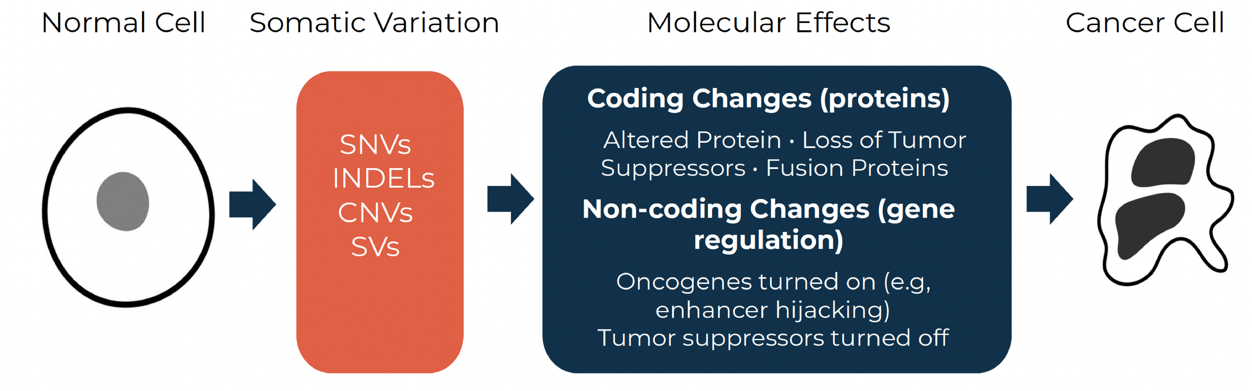Diagram showing the process of cancer cell development from a normal cell, including somatic variation and molecular effects such as coding and non-coding gene changes, leading to a cancer cell.