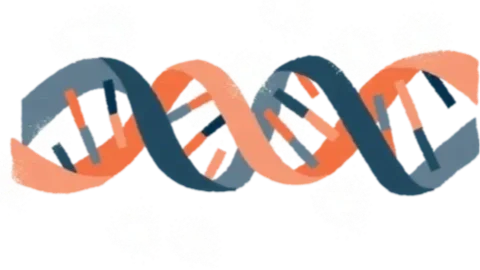 Illustration of a DNA double helix with alternating blue and orange strands.
