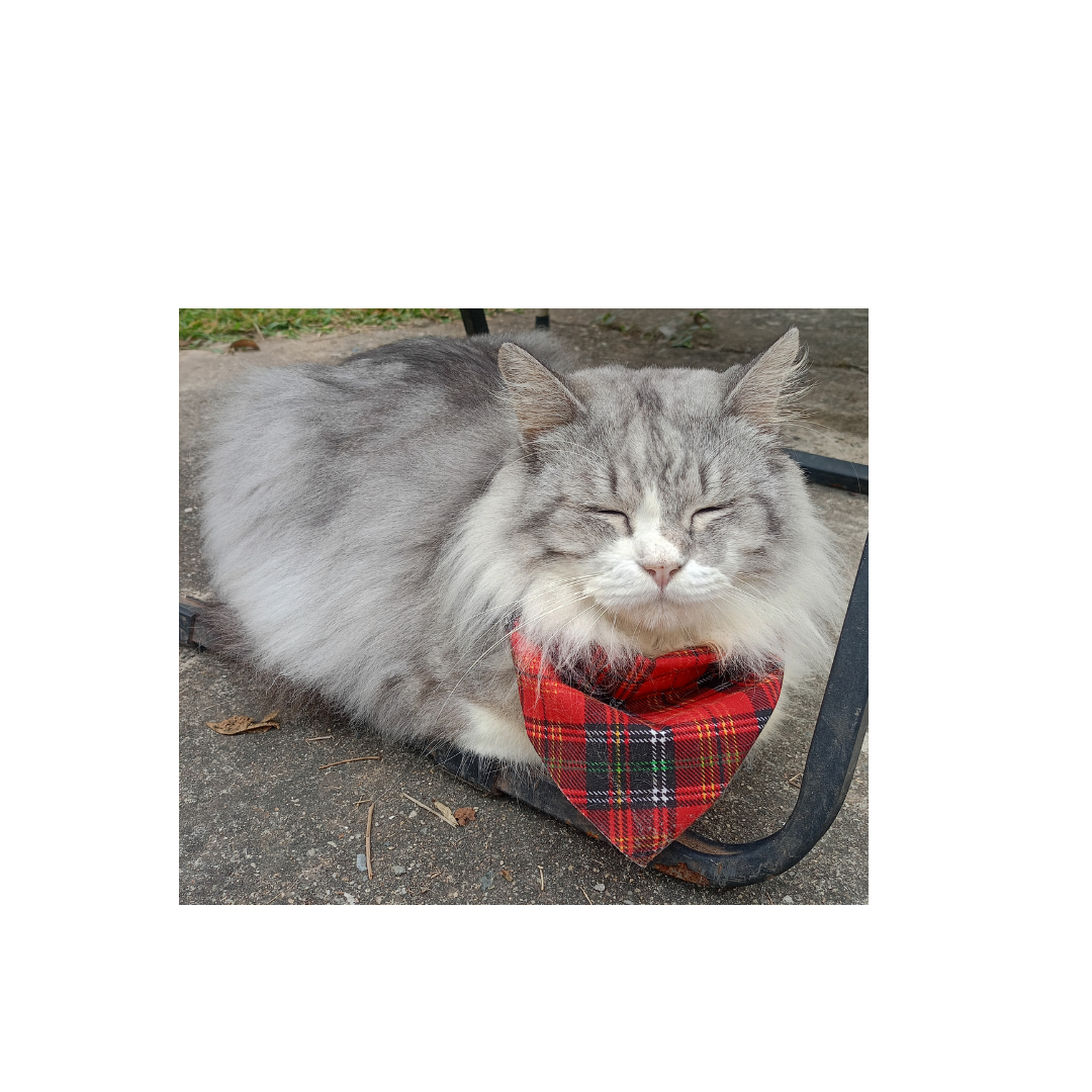 Untitled design (41).png