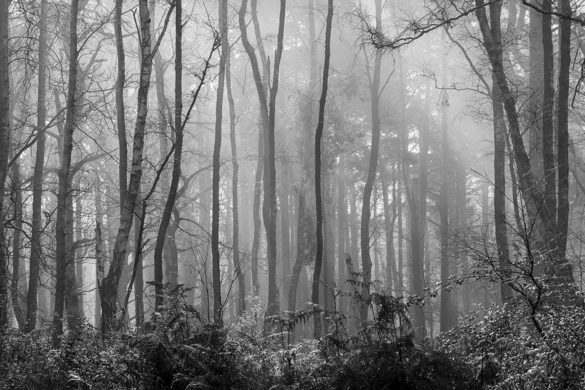 Misty Wood