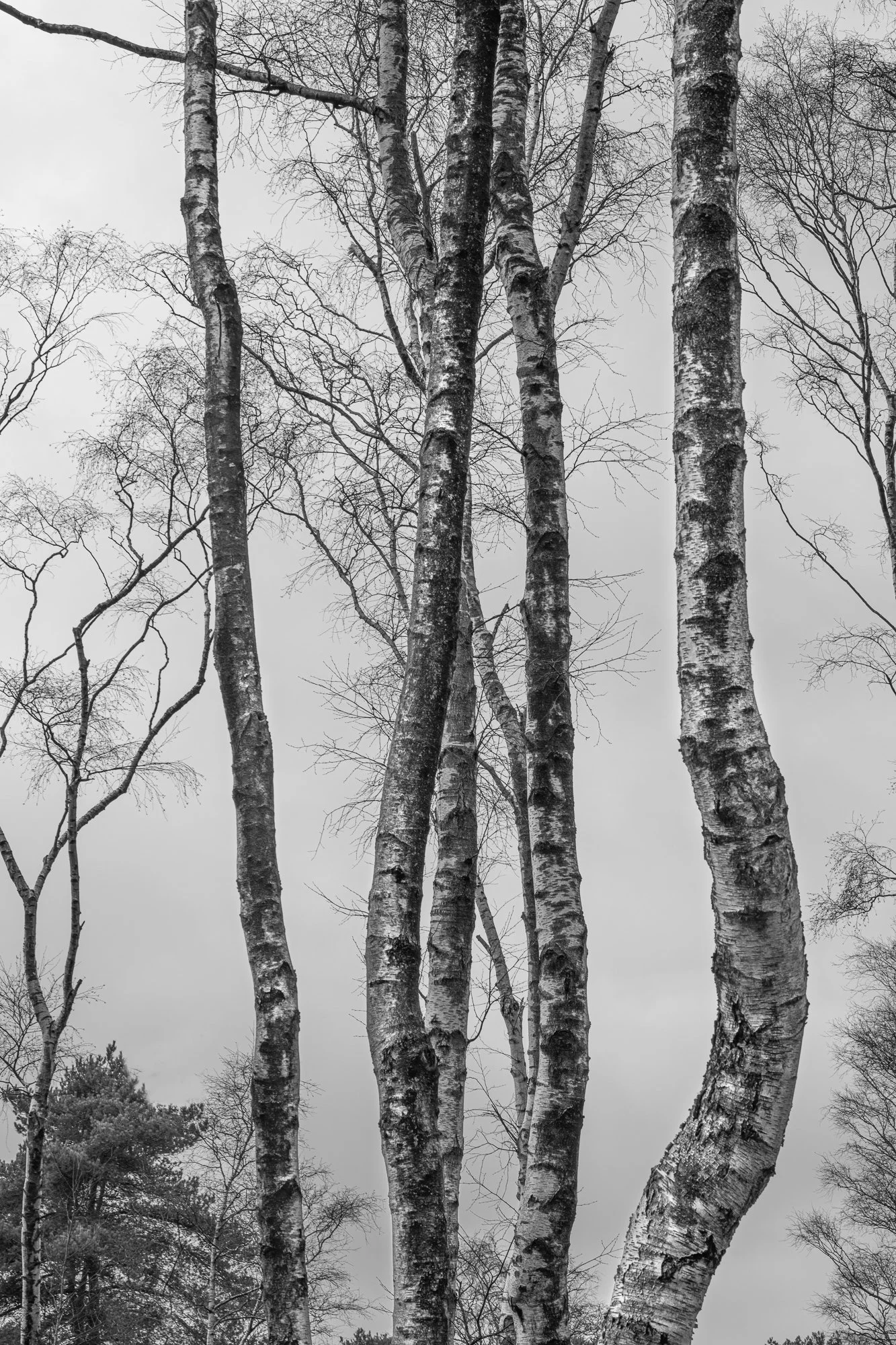 Silver Birch