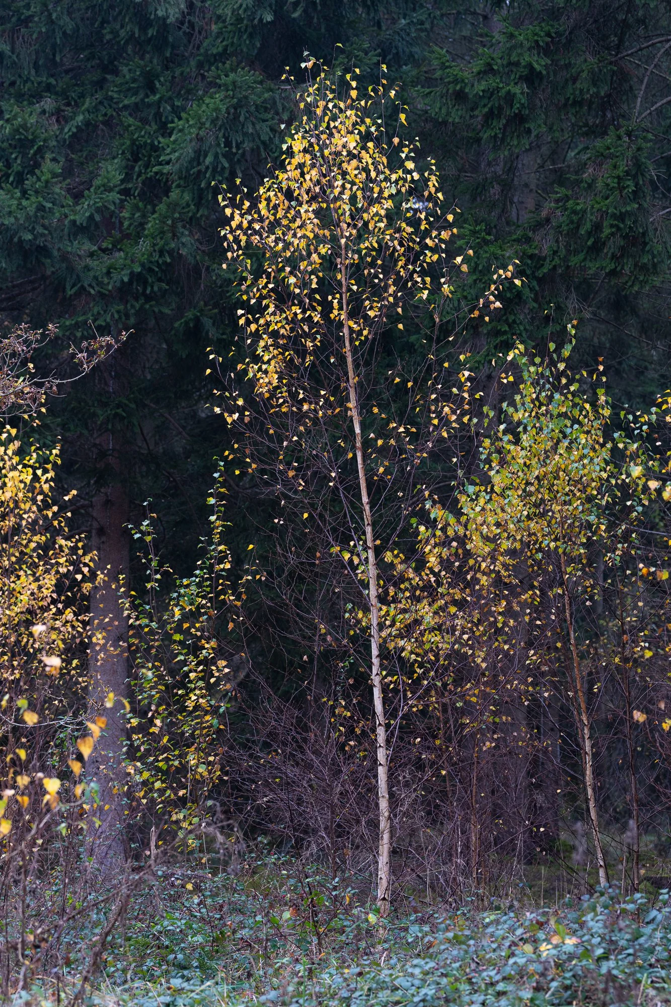 Bernholt Wood