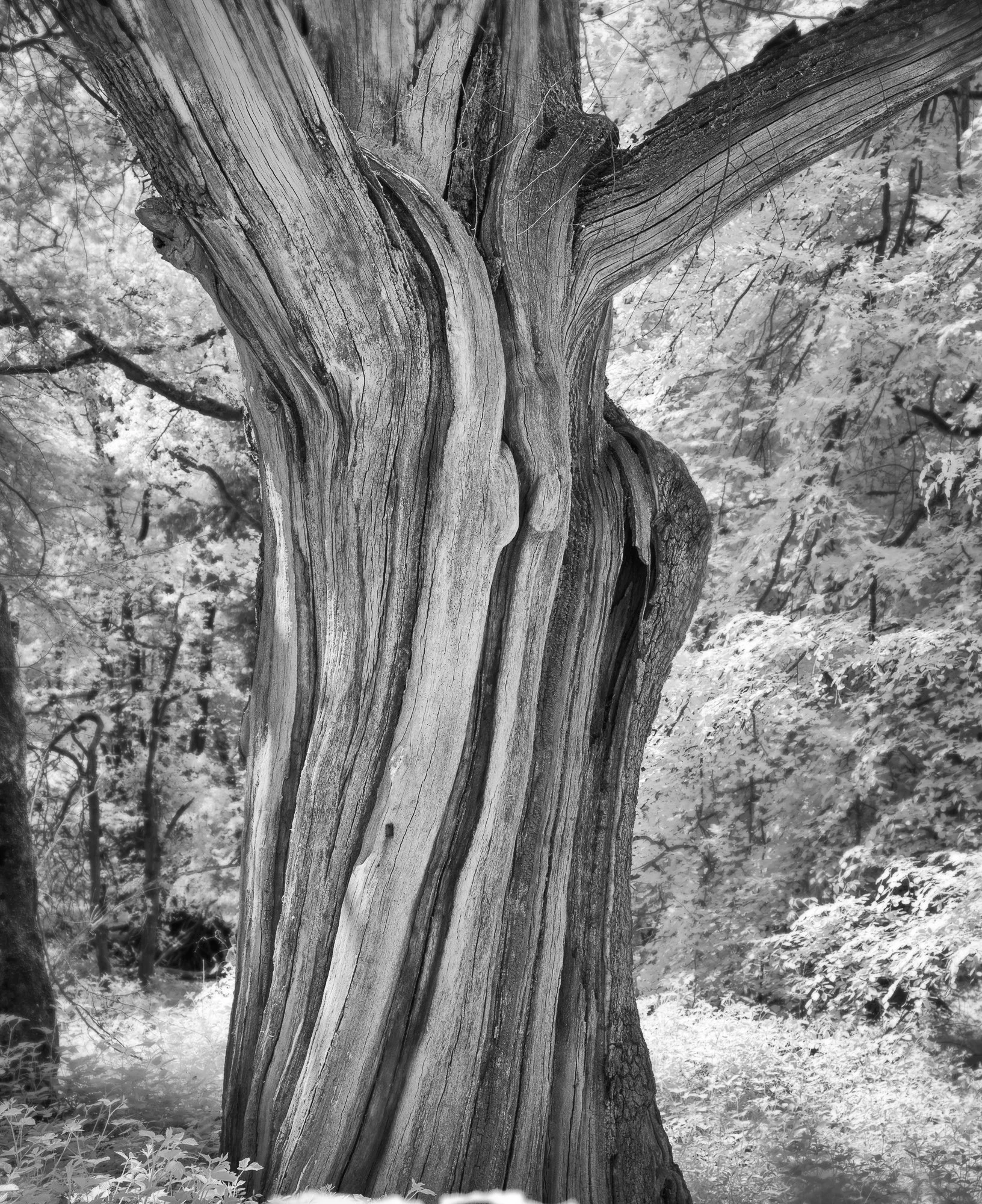 Tree study (1 of 2).jpg