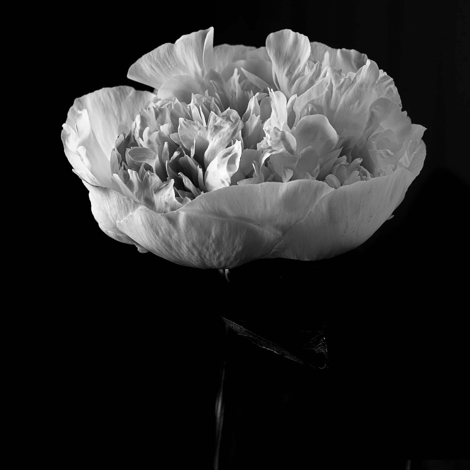 DSC_7373.jpg