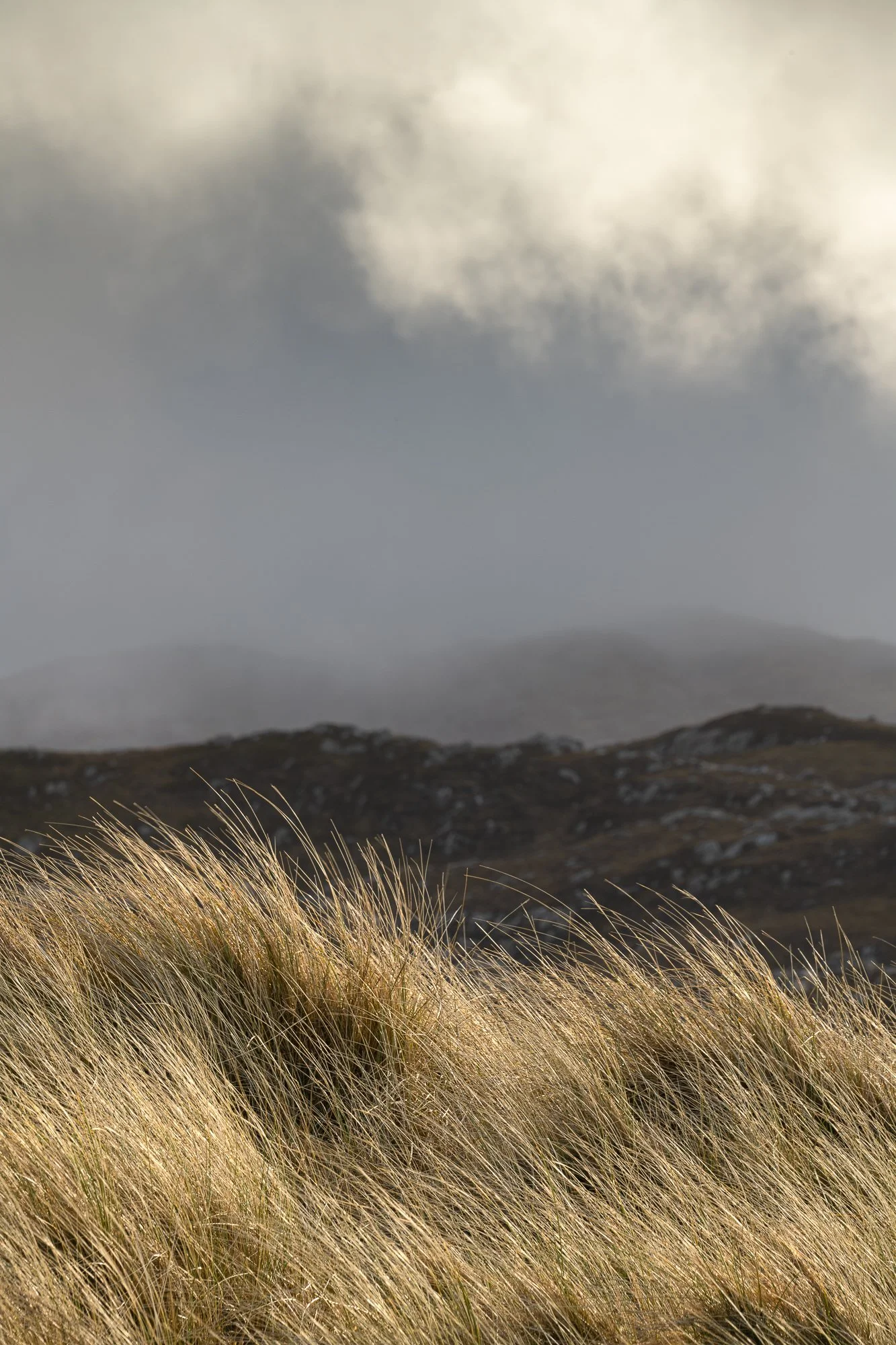 Reef Bay, Marram grass