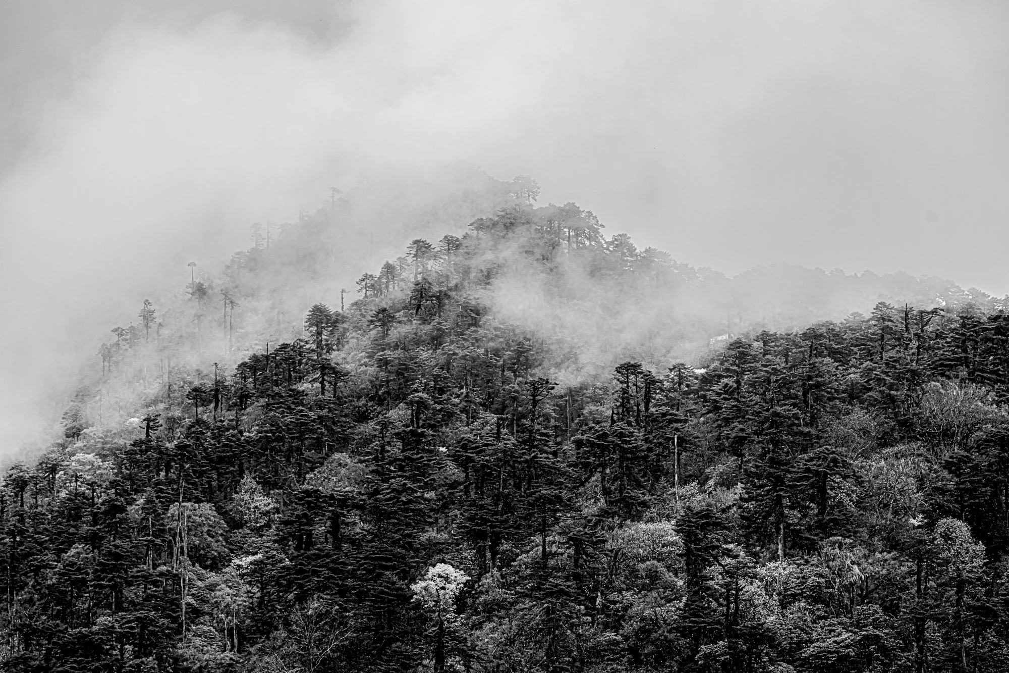 Foothills of the Himalayas