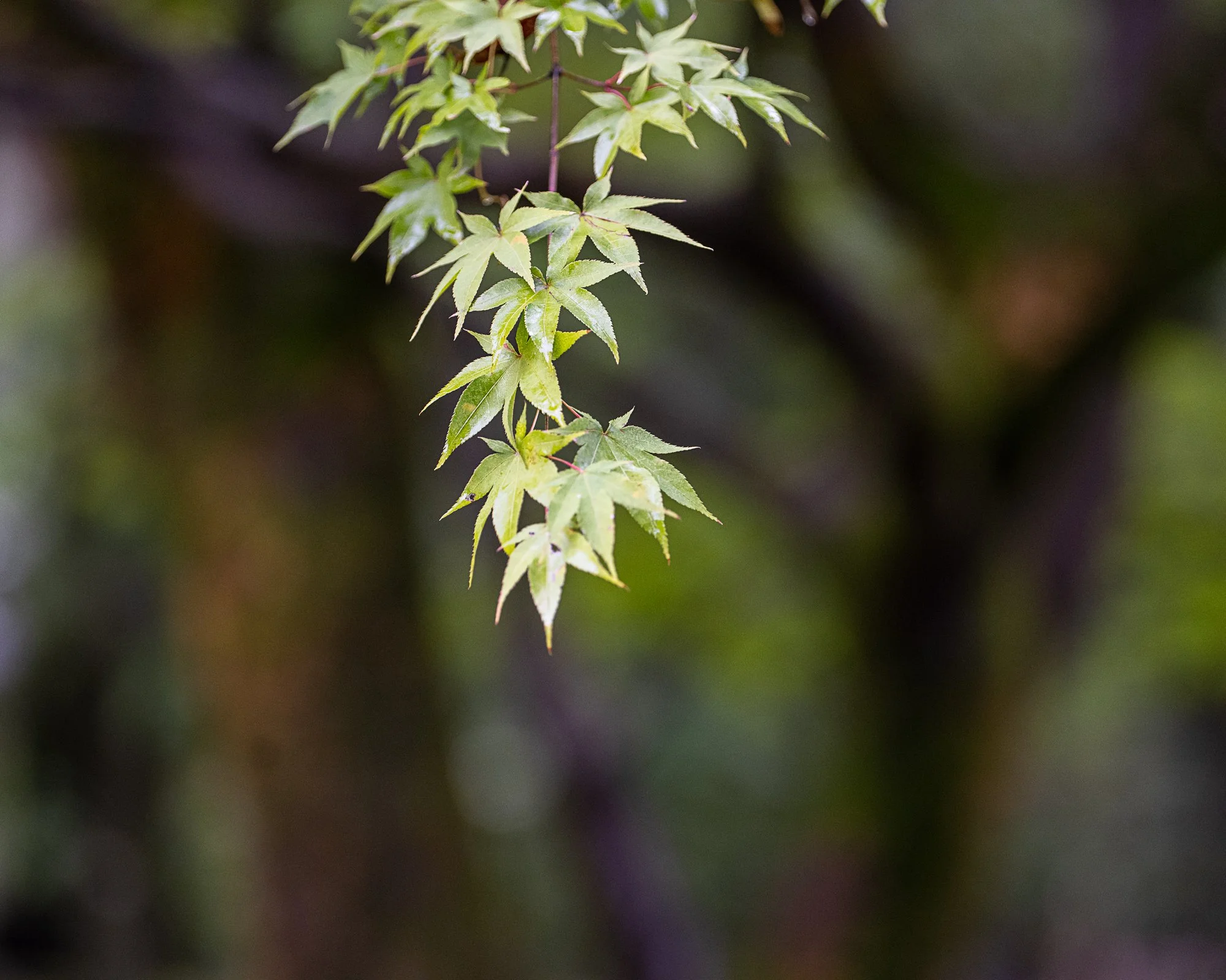 DSC_3265.jpg