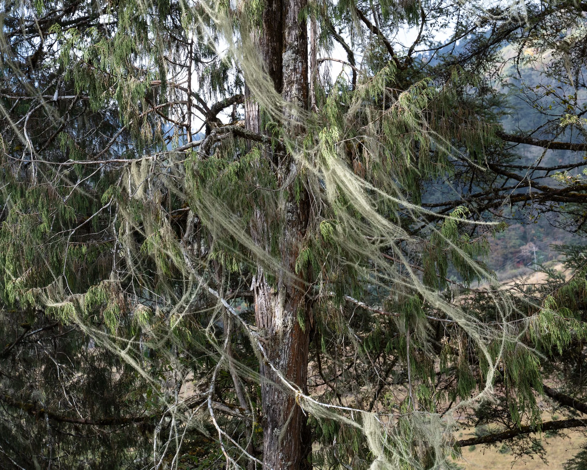 Lichen
