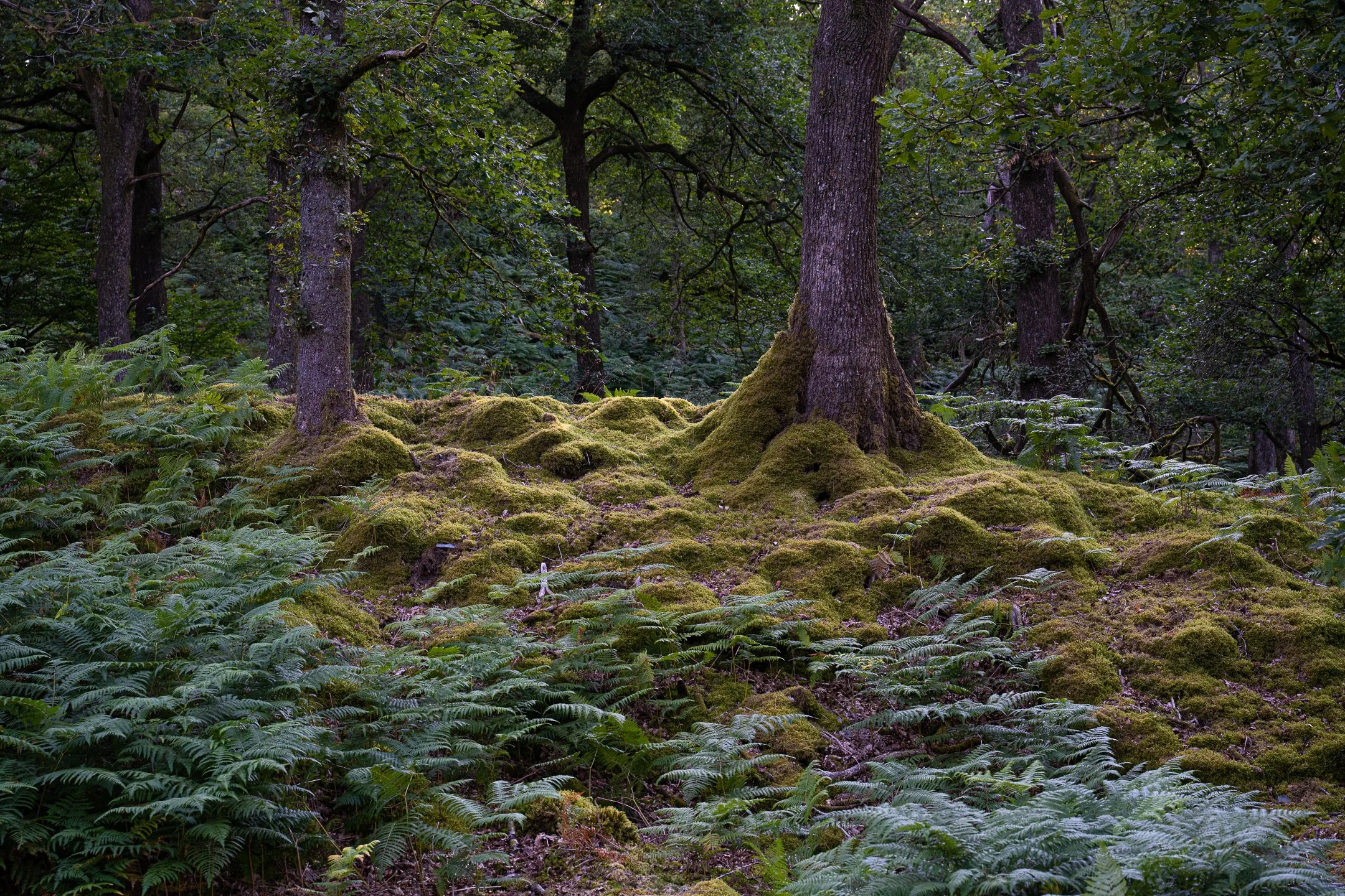 Old Oak 1