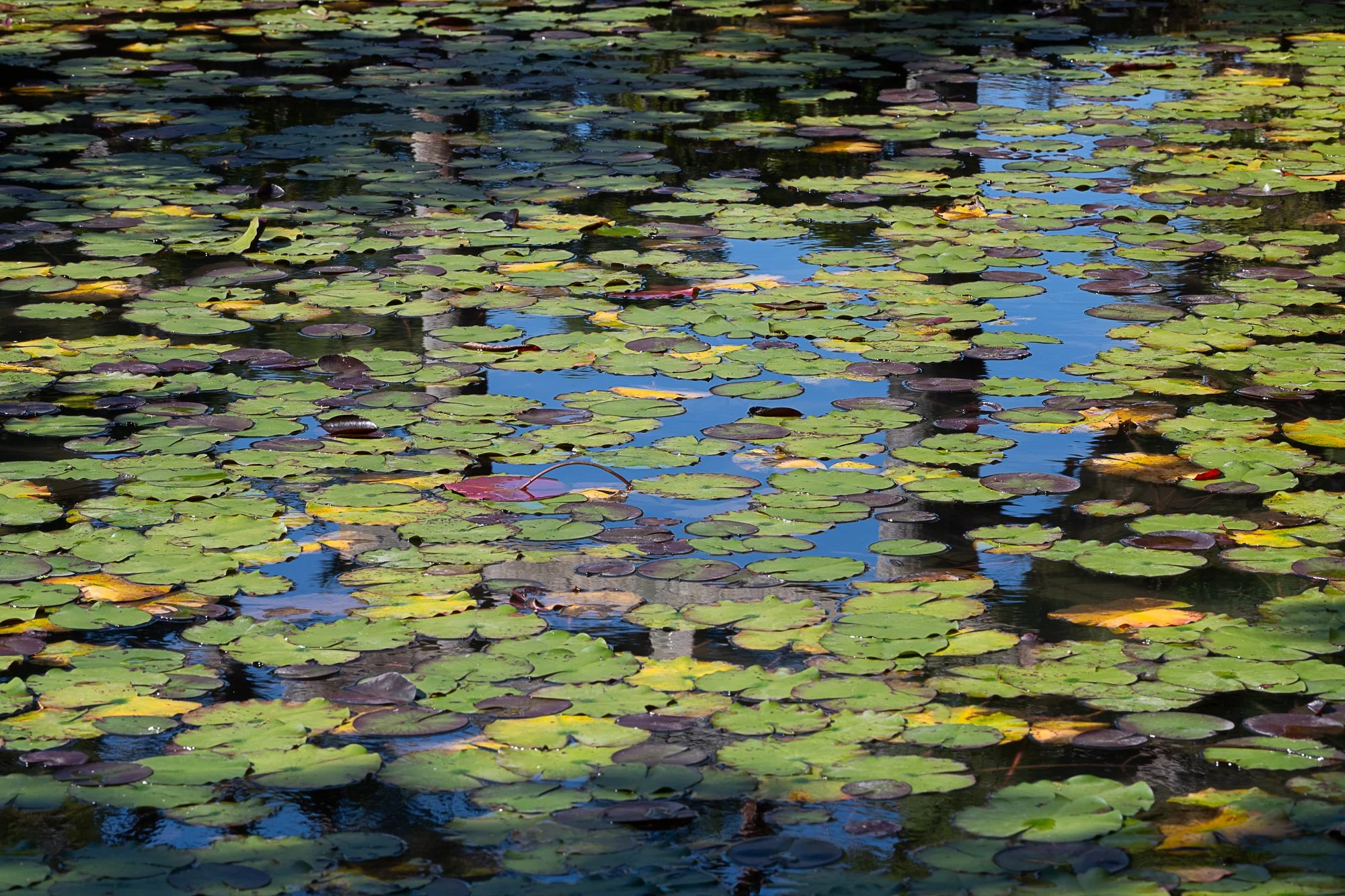 DSC_3789.jpg