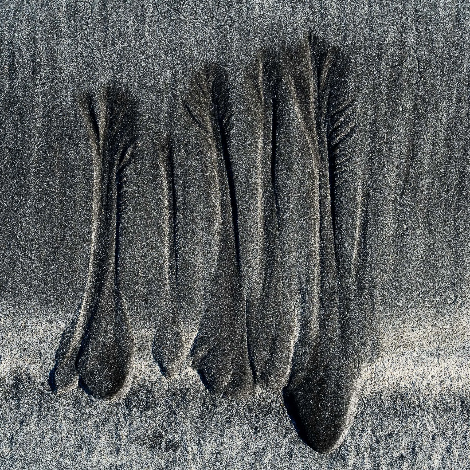 Tree study (10 of 10).jpg