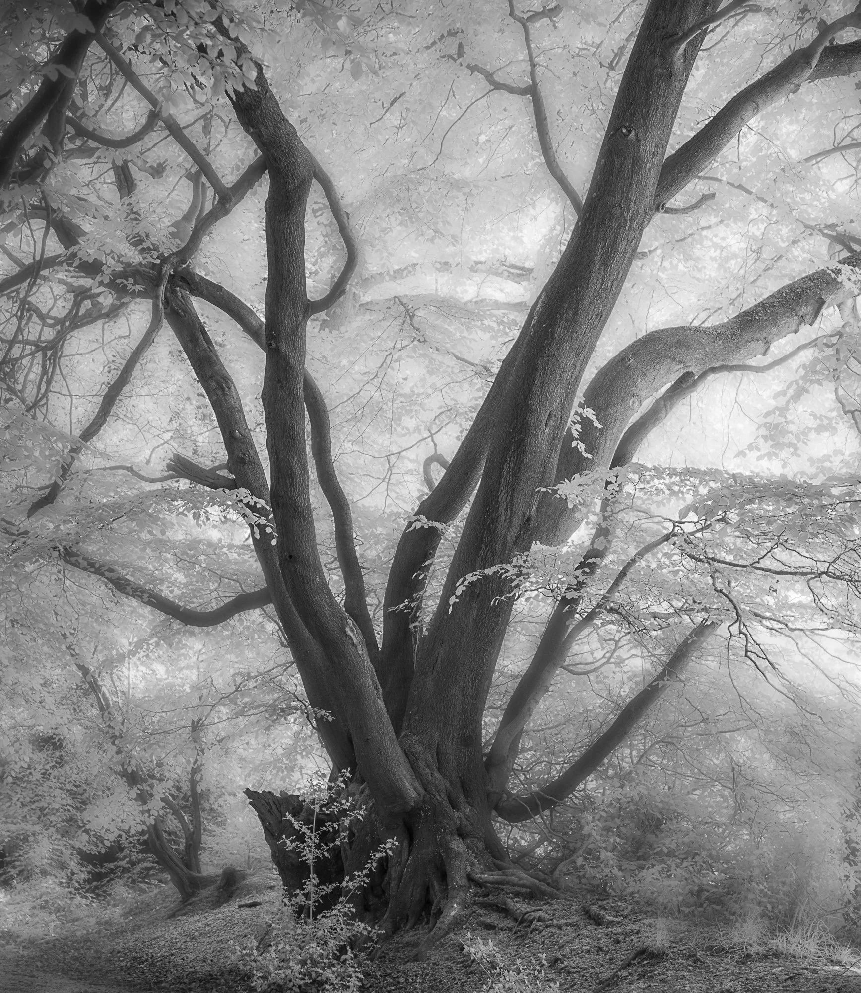 Tree study (2 of 2).jpg