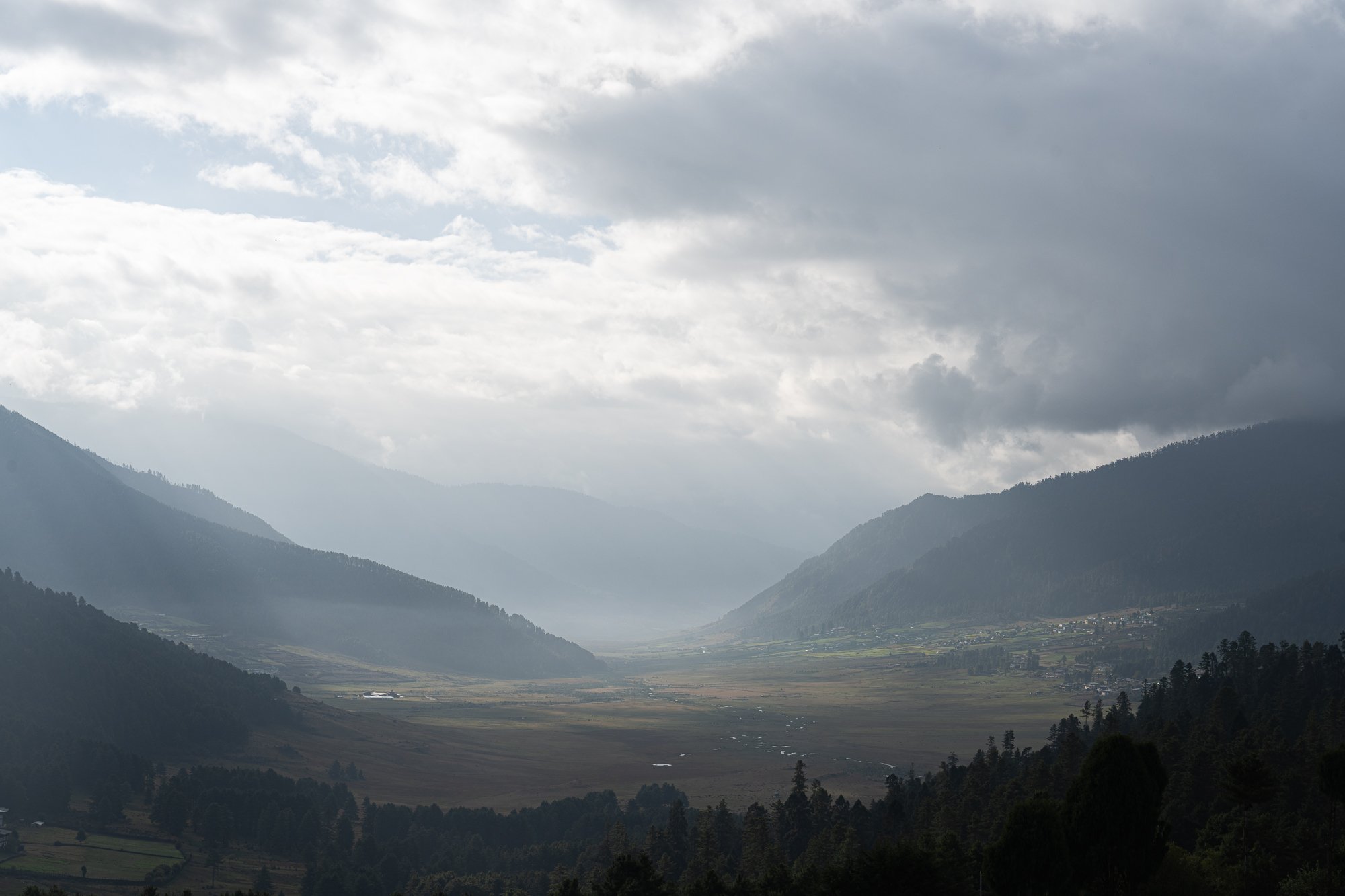 Wailing for Black Necked Cranes, Phobjikha