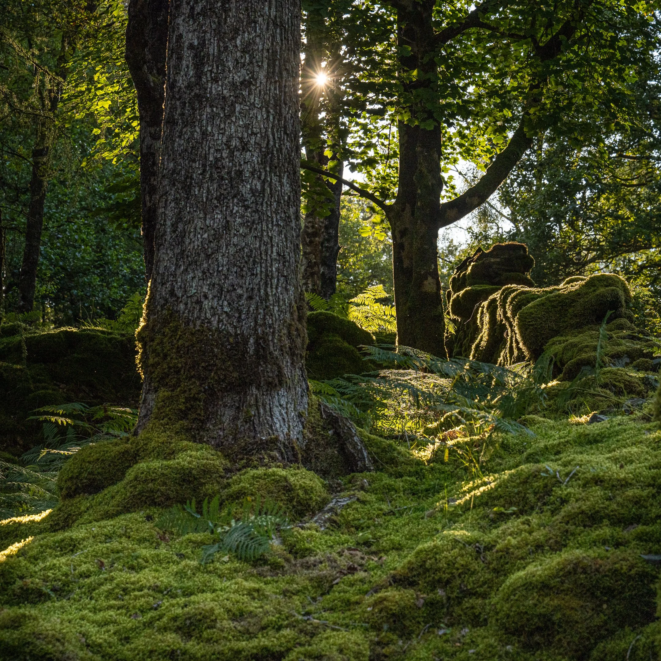 Old Oak 2