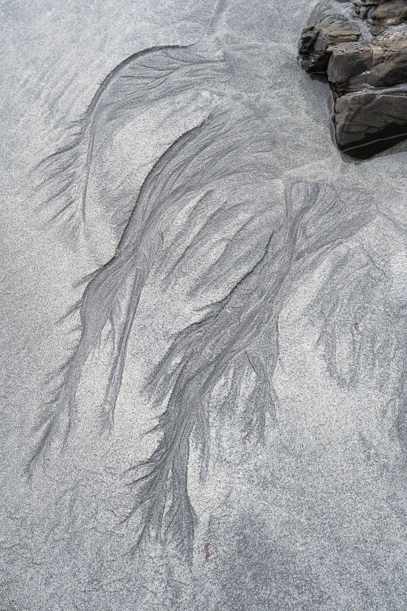 Tree study (3 of 10).jpg