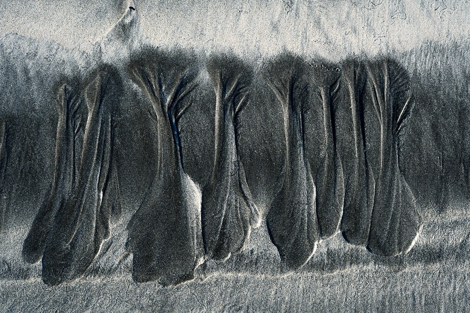 Tree study (9 of 10).jpg