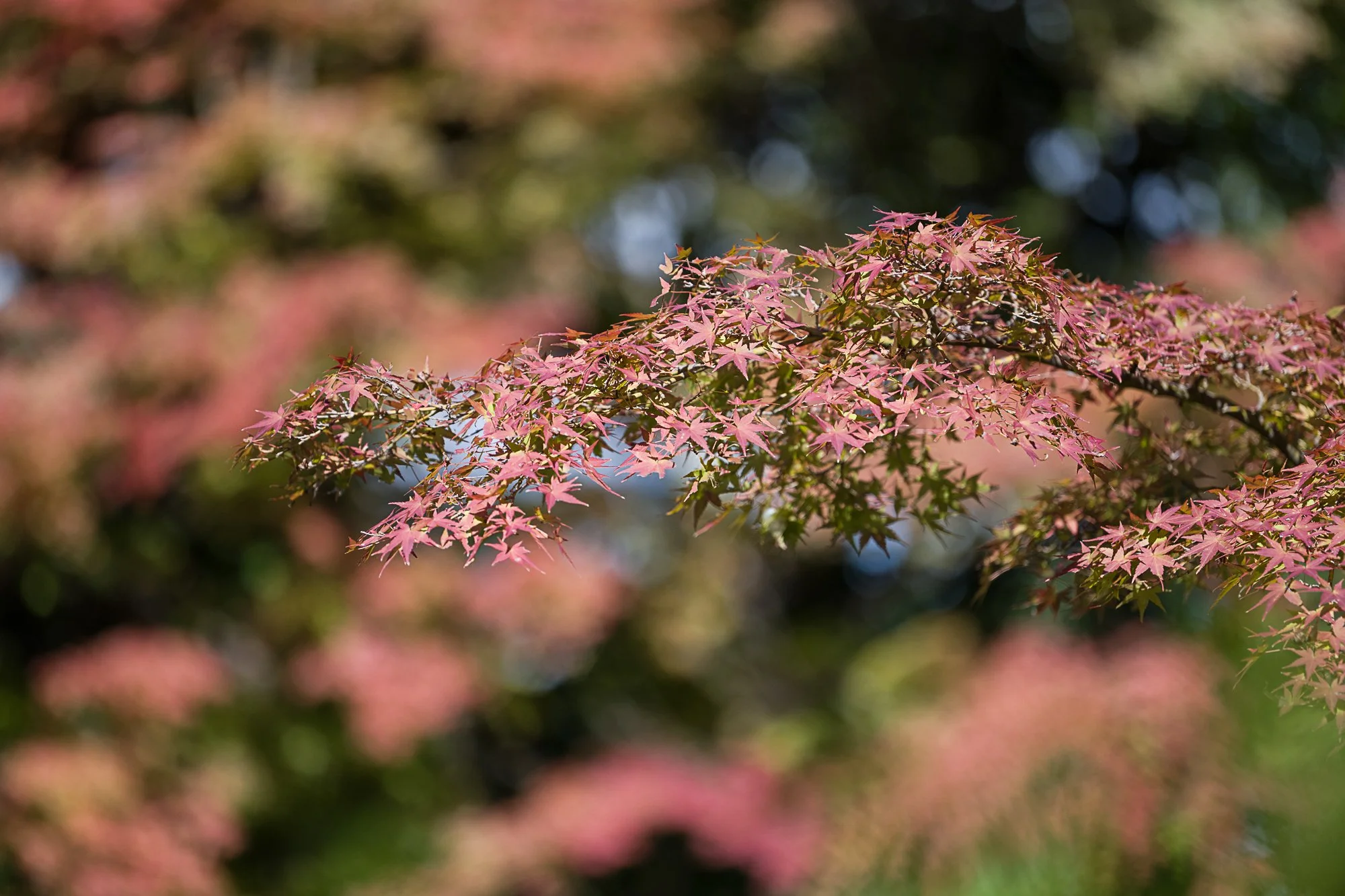 DSC_3825.jpg